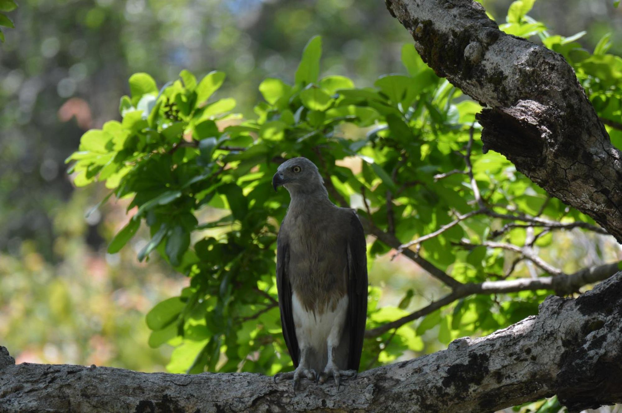 Priyanna Guest, Forest View Polonnaruwa Dış mekan fotoğraf