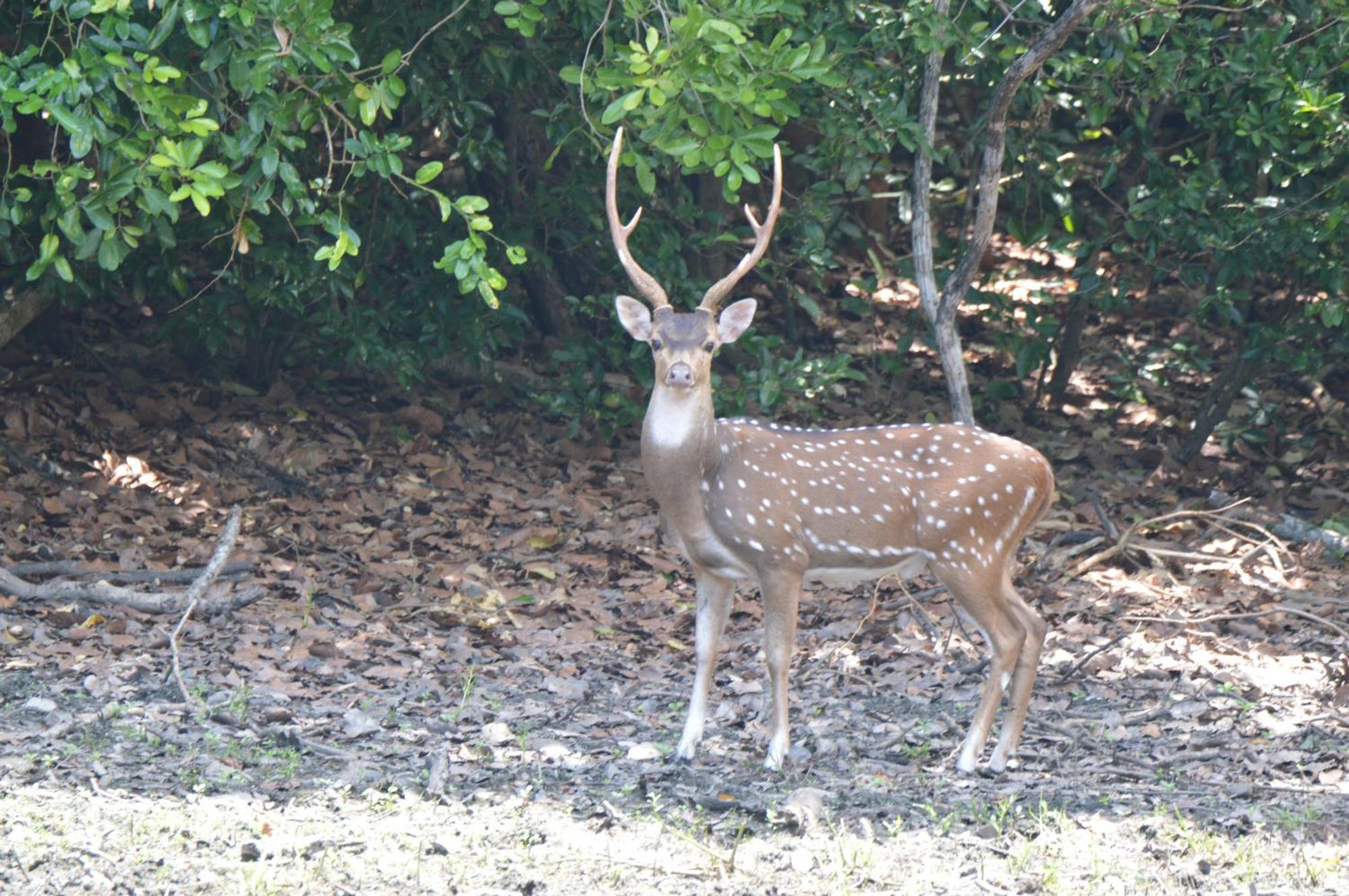 Priyanna Guest, Forest View Polonnaruwa Dış mekan fotoğraf